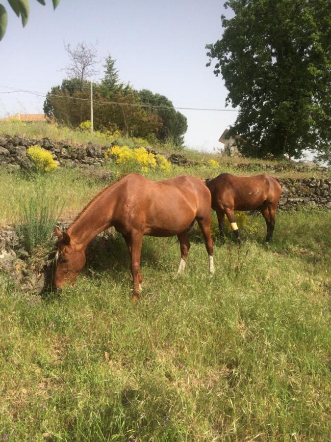 RagalnaHorse House公寓 外观 照片